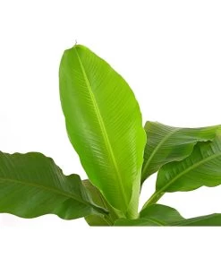 Japanische Faserbanane - Musa Basjoo -Pflanzenwelt Verkauf 8777211 PR DE 001 MusaBasjooT20DehnerExpressHerzig