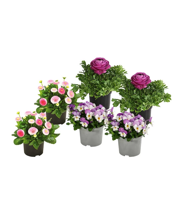Beet- & Balkonpflanzen-Set Frühlingsfreude, 6-teilig 3 Beet- & Balkonpflanzen-Set Frühlingsfreude, 6-teilig