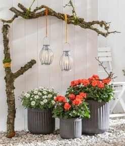 Stehende Geranie, Orange -Pflanzenwelt Verkauf 8803660 8813206 WE MO 001 MargeriteWeiss GeranieOrange GC05 2022 01