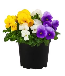 Hornveilchen-Trio, Weiß/gelb/lila