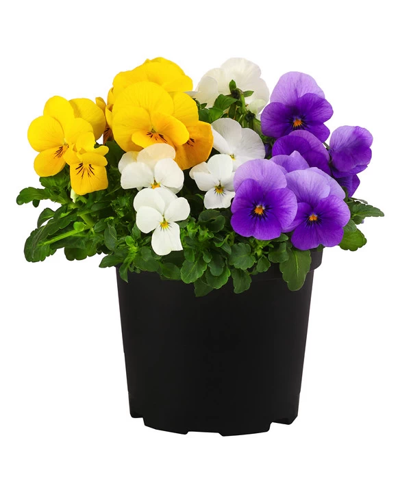 Hornveilchen-Trio, Weiß/gelb/lila 3 Hornveilchen-Trio, Weiß/gelb/lila