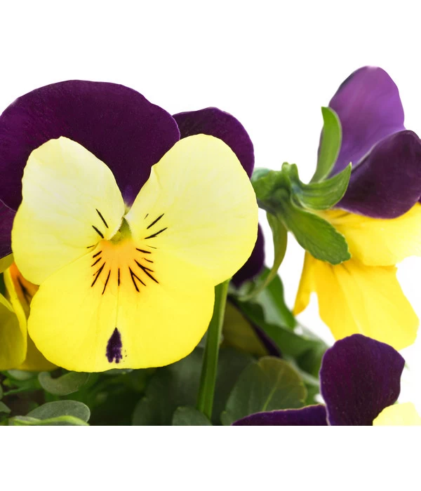 Hornveilchen, Sonderfarben – Bild 9