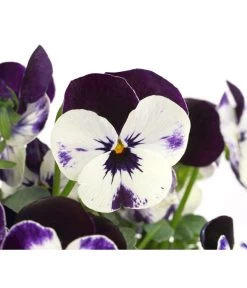 Hornveilchen, Sonderfarben -Pflanzenwelt Verkauf 8808685 PR DE 005 HornveilchenViolaCornutaSonderfarbenT10DehnerExpressHerzig