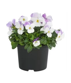 Hornveilchen, Sonderfarben -Pflanzenwelt Verkauf 8808685 PR FS 001 HornveilchenViolaCornutaSonderfarbenT10DehnerExpressHerzig