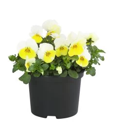 Hornveilchen, Sonderfarben -Pflanzenwelt Verkauf 8808685 PR FS 002 HornveilchenViolaCornutaSonderfarbenT10DehnerExpressHerzig