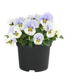 Hornveilchen, Sonderfarben -Pflanzenwelt Verkauf 8808685 PR FS 003 HornveilchenViolaCornutaSonderfarbenT10DehnerExpressHerzig