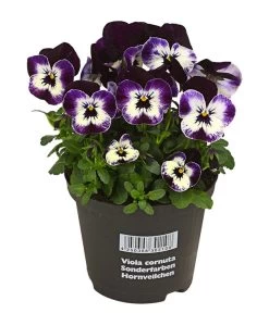 Hornveilchen, Sonderfarben -Pflanzenwelt Verkauf 8808685 PR FS 5 HornveilchenViolaCornutaSonderfarbenT11DehnerExpressHerzig