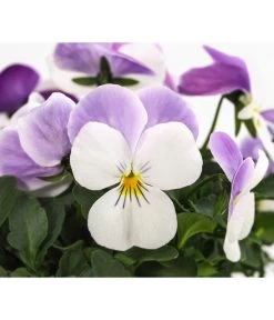 Beet- & Balkonpflanzen-Set Frühlingsfreude, 6-teilig 17 Beet- & Balkonpflanzen-Set Frühlingsfreude, 6-teilig -Pflanzenwelt Verkauf 8808685 WE DE 002 ViolaCornutaWeissViola