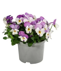 Beet- & Balkonpflanzen-Set Frühlingsfreude, 6-teilig 13 Beet- & Balkonpflanzen-Set Frühlingsfreude, 6-teilig -Pflanzenwelt Verkauf 8808685 WE FS 003 ViolaCornutaSFGelbWeissRosa10FJDehnerExpressHerzig