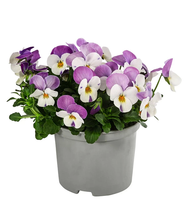 Beet- & Balkonpflanzen-Set Frühlingsfreude, 6-teilig 6 Beet- & Balkonpflanzen-Set Frühlingsfreude, 6-teilig – Bild 4