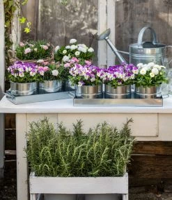 Hornveilchen, Sonderfarben -Pflanzenwelt Verkauf 8808685 WE MO 001 HornveilchenBellisNelke