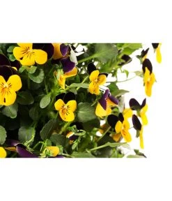 Wandhänger Mit Hornveilchen, Verschiedene Sorten -Pflanzenwelt Verkauf 8809048 WE DE 001 ViolaWandhaenger