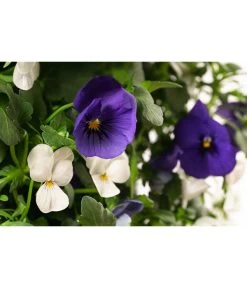 Wandhänger Mit Hornveilchen, Verschiedene Sorten -Pflanzenwelt Verkauf 8809048 WE DE 002 ViolaWandhaenger