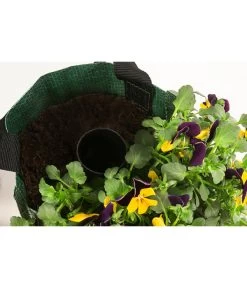 Wandhänger Mit Hornveilchen, Verschiedene Sorten -Pflanzenwelt Verkauf 8809048 WE DE 003 ViolaWandhaenger