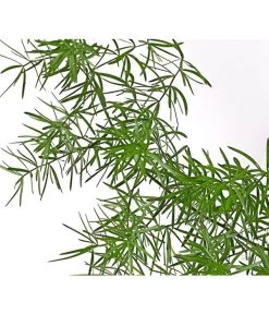 Zierspargel -Pflanzenwelt Verkauf 8809378 PR DE 001 ZierspargelAsparagusSprengeriT1DehnerExpressHerzig