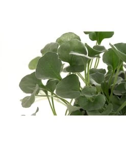 Beet- & Balkonpflanzen-Set Schattenbeet, 6-teilig -Pflanzenwelt Verkauf 8809550 WE DE 001 DICHONDRA