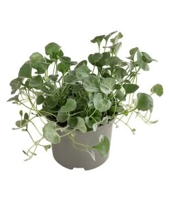 Beet- & Balkonpflanzen-Set Schattenbeet, 6-teilig -Pflanzenwelt Verkauf 8809550 WE FS 002 DICHONDRA