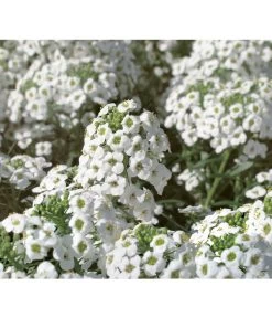 Duftsteinrich 8 Duftsteinrich -Pflanzenwelt Verkauf 8809568 WE DE 001 LobulariaSnowPrincessKientzler