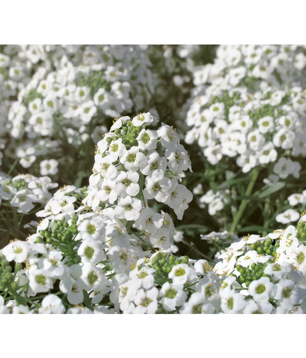 Duftsteinrich 5 Duftsteinrich – Bild 3