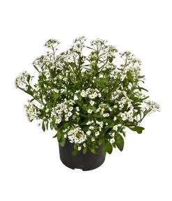 Duftsteinrich 7 Duftsteinrich -Pflanzenwelt Verkauf 8809568 WE FS 001 LobulariaWeissDuftsteinrichT12DehnerExpressWunderlich