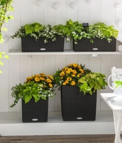 Strohblume, Verschiedene Farben -Pflanzenwelt Verkauf 8809592 8824500 WE MO 001 SuteraSchneefloeckchenWeiss GC07 2022 01