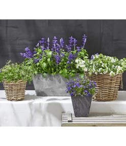 Männertreu 'Blue Eye' -Pflanzenwelt Verkauf 8809592 WE MO 002 MaennertreuSutera