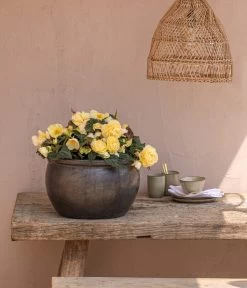 Hängebegonie 'Champagner' 9 Hängebegonie 'Champagner' -Pflanzenwelt Verkauf 8809709 8504383 WE MO 002 HaengebegonieChampagner