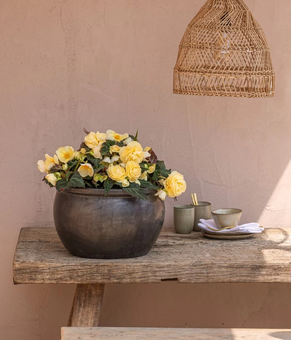 Hängebegonie 'Champagner' 5 Hängebegonie 'Champagner' – Bild 3