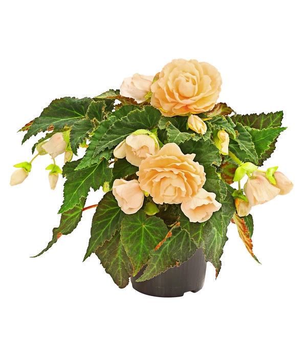 Hängebegonie 'Champagner' 3 Hängebegonie 'Champagner'