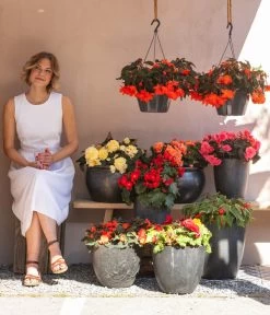 Hängebegonie 'Champagner' 8 Hängebegonie 'Champagner' -Pflanzenwelt Verkauf 8809709 WE MO 001 HaengebegonieChampagner