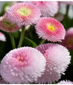 Beet- & Balkonpflanzen-Set Rosa Frühling, 6-teilig 21 Beet- & Balkonpflanzen-Set Rosa Frühling, 6-teilig -Pflanzenwelt Verkauf 8809857 PR DE 003 BellisRosaErdbeersahneGaensebluemchenSonderfarben