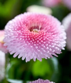 Beet- & Balkonpflanzen-Set Frühlingsfreude, 6-teilig 16 Beet- & Balkonpflanzen-Set Frühlingsfreude, 6-teilig -Pflanzenwelt Verkauf 8809857 WE DE 005 BellisRosaErdbeersahneGaensebluemchenSonderfarben