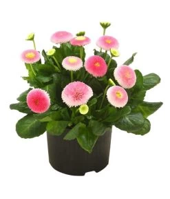 Beet- & Balkonpflanzen-Set Frühlingsfreude, 6-teilig 12 Beet- & Balkonpflanzen-Set Frühlingsfreude, 6-teilig -Pflanzenwelt Verkauf 8809857 WE FS 001 BellisSonderfarbenGaensebluemchenSofaErdbeersahne