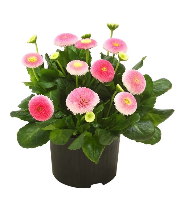 Beet- & Balkonpflanzen-Set Frühlingsfreude, 6-teilig 5 Beet- & Balkonpflanzen-Set Frühlingsfreude, 6-teilig – Bild 3