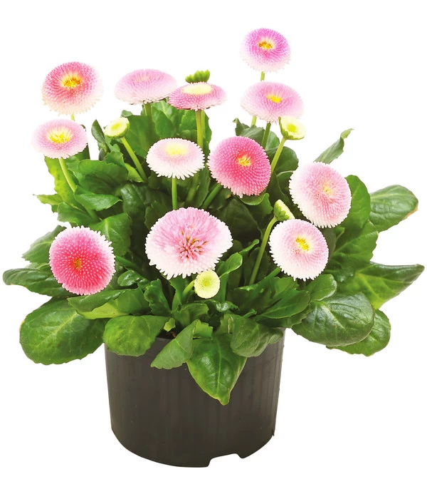 Beet- & Balkonpflanzen-Set Rosa Frühling, 6-teilig 6 Beet- & Balkonpflanzen-Set Rosa Frühling, 6-teilig – Bild 4