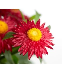 Strohblume, Verschiedene Farben -Pflanzenwelt Verkauf 8809881 PR DE 001 BracteanthaHelichrysumCultivarsStrohblumeDehnerExpressZS