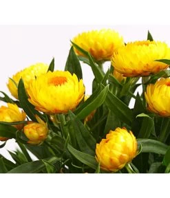 Strohblume, Verschiedene Farben -Pflanzenwelt Verkauf 8809881 PR DE 001 StrohblumeHelichrysumCultivarsT12MixDehnerExpressHerzig