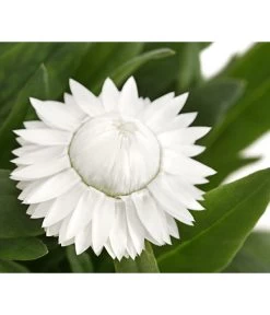 Strohblume, Verschiedene Farben -Pflanzenwelt Verkauf 8809881 PR DE 003 BracteanthaT12StrohblumeDehnerExpressHerzig