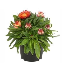 Strohblume, Verschiedene Farben -Pflanzenwelt Verkauf 8809881 PR FS 001 BracteanthaT12StrohblumeDehnerExpressHerzig