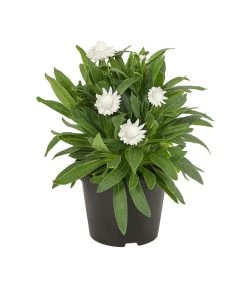 Strohblume, Verschiedene Farben -Pflanzenwelt Verkauf 8809881 PR FS 003 BracteanthaT12StrohblumeDehnerExpressHerzig