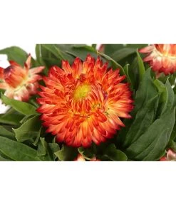 Strohblume, Verschiedene Farben -Pflanzenwelt Verkauf 8809881 WE DE 001 BracteanthaT12Strohblume
