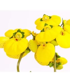 Pantoffelblume 'Calynopsis', Verschiedene Farben -Pflanzenwelt Verkauf 8810285 PR DE 001 CalceolariaCalynopsisPremiumPantoffelblumeT12DehnerHerzig