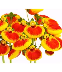 Pantoffelblume 'Calynopsis', Verschiedene Farben -Pflanzenwelt Verkauf 8810285 PR DE 002 CalceolariaCalynopsisPremiumPantoffelblumeT12DehnerHerzig