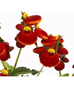 Pantoffelblume 'Calynopsis', Verschiedene Farben -Pflanzenwelt Verkauf 8810285 PR DE 003 CalceolariaCalynopsisPremiumPantoffelblumeT12DehnerHerzig