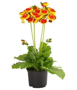 Pantoffelblume 'Calynopsis', Verschiedene Farben -Pflanzenwelt Verkauf 8810285 PR FS 002 CalceolariaCalynopsisPremiumPantoffelblumeT12DehnerHerzig