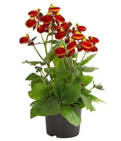 Pantoffelblume 'Calynopsis', Verschiedene Farben -Pflanzenwelt Verkauf 8810285 PR FS 003 CalceolariaCalynopsisPremiumPantoffelblumeT12DehnerHerzig