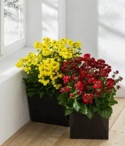 Pantoffelblume 'Calynopsis', Verschiedene Farben -Pflanzenwelt Verkauf 8810285 WE MO 001 CalceolariaCalynopsisPantoffelblume content 2022