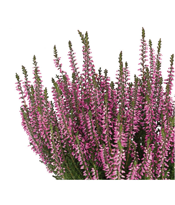 Knospenheide 'Hilda®' 11 Knospenheide 'Hilda®' – Bild 9