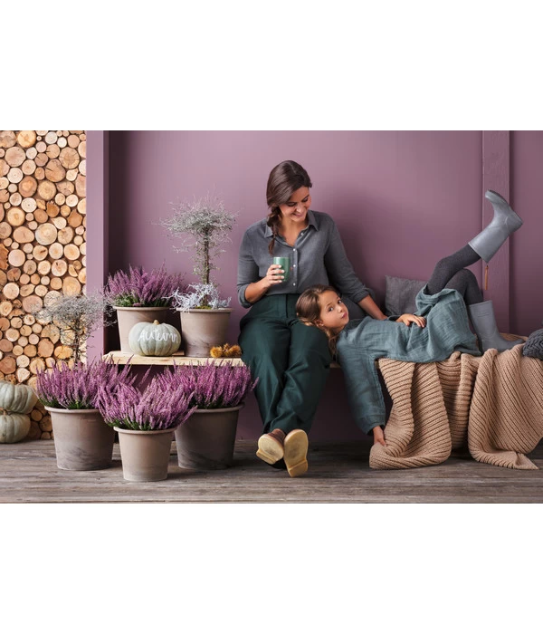 Knospenheide 'Hilda®' 5 Knospenheide 'Hilda®' – Bild 3