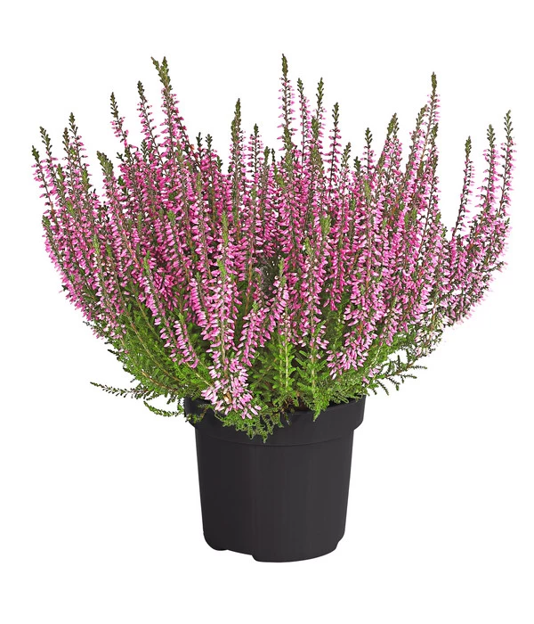 Knospenheide 'Hilda®' 3 Knospenheide 'Hilda®'